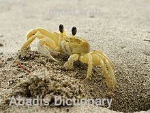 ghost crab